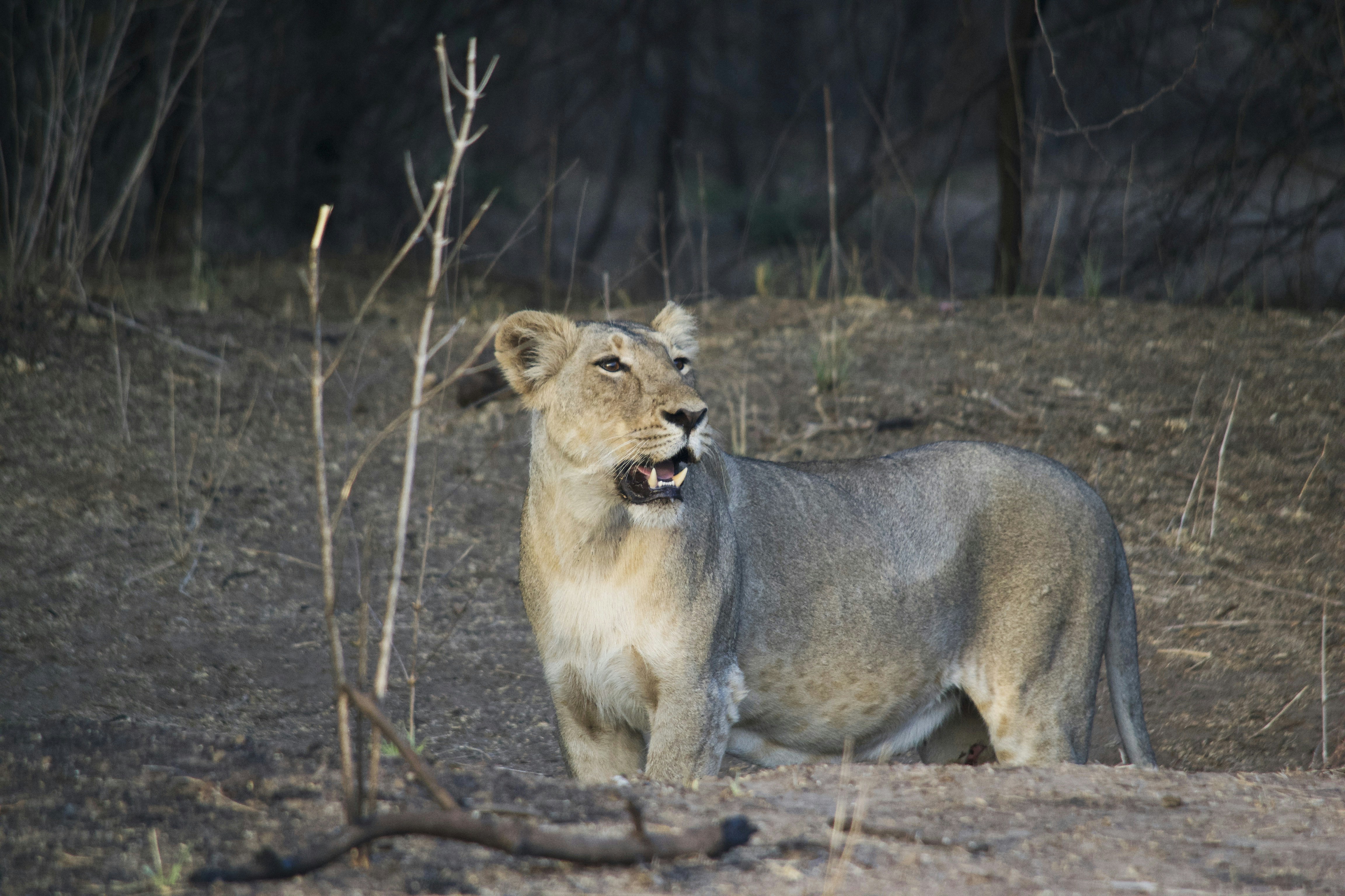 Free Unsplash photo from Darshan Rathod