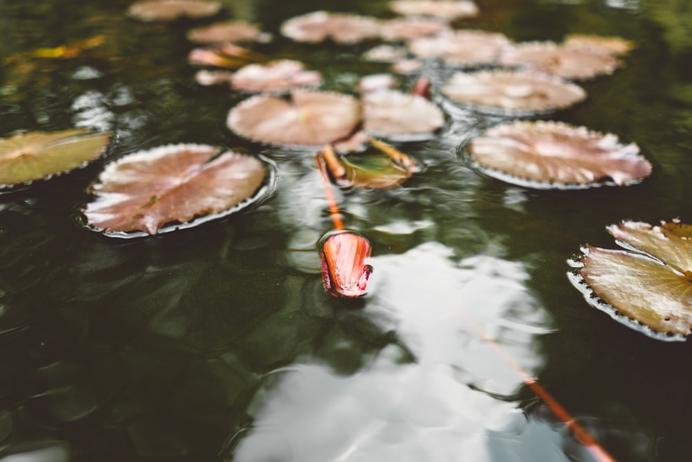 closeup photo of water lily leaf on body of waters