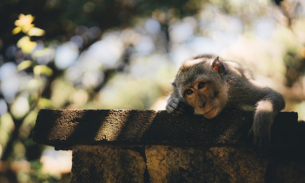monkey laying on wall
