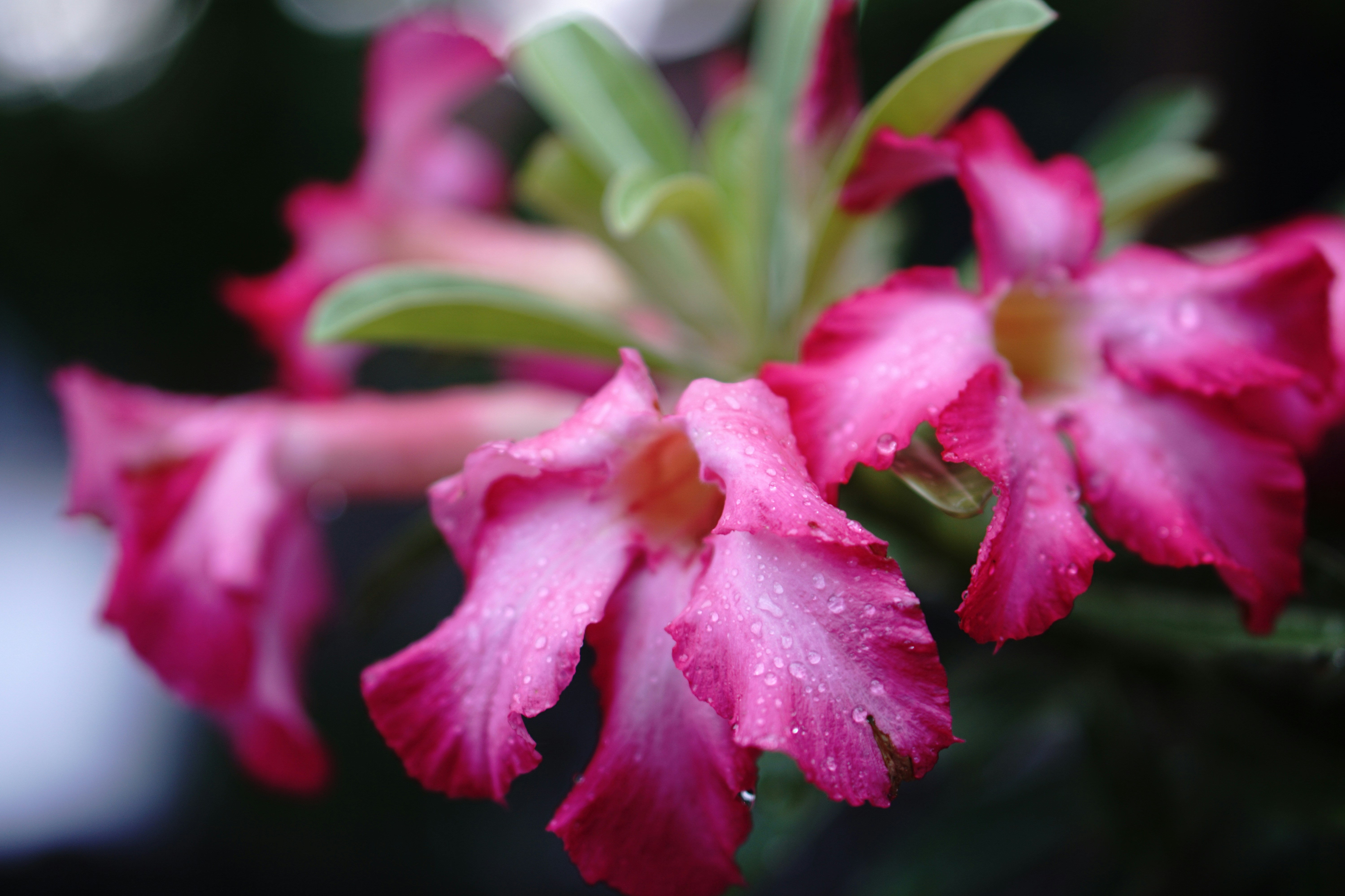 Free Unsplash photo from Gemilang Sinuyudhan