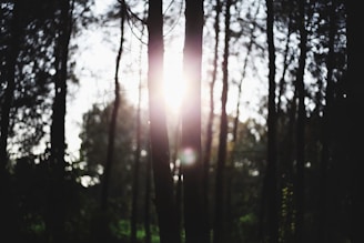 Soft sunlight filtering through tall trees in a quiet woodland.