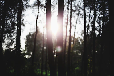 Soft glowing light filtering through tree branches in a peaceful forest.