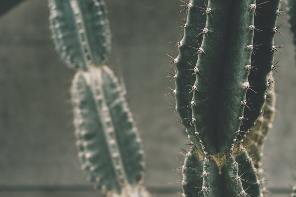 Fotografía de plantas de cactus