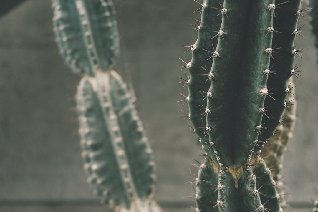 cactus plant photography