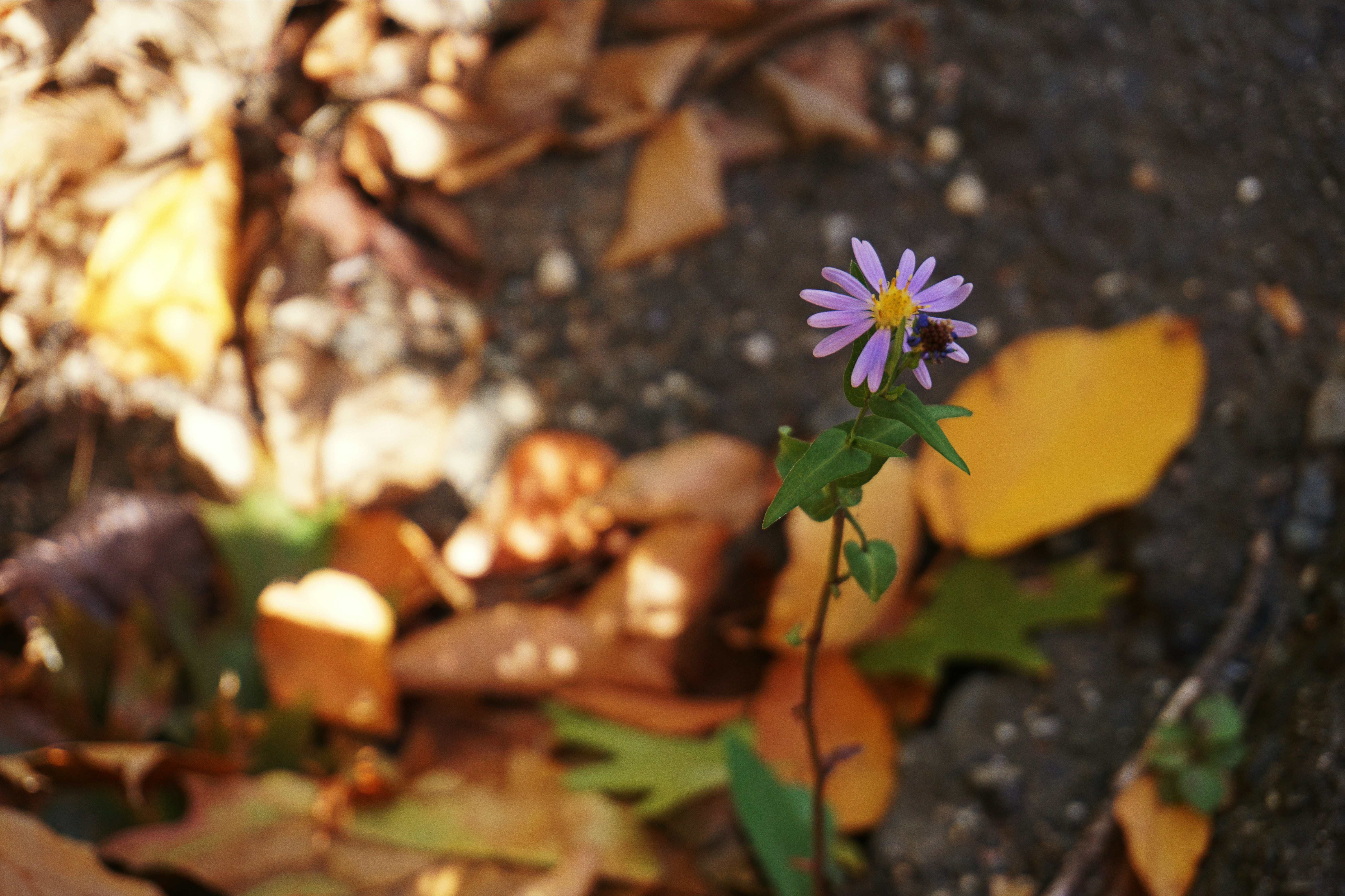 Free Unsplash photo from Harry Hill III