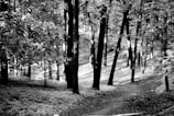 A serene forest scene with tall, slender trees creating a canopy over a winding dirt path. Dappled light filters through the leaves, casting shadows on the forest floor. The environment appears calm and natural, with a sense of tranquility and seclusion.
