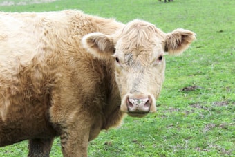 A light brown cow stands on a lush green pasture, looking directly toward the camera. The cow's fur appears thick and slightly curly, with large ears and a broad nose displaying a few specks of mud.