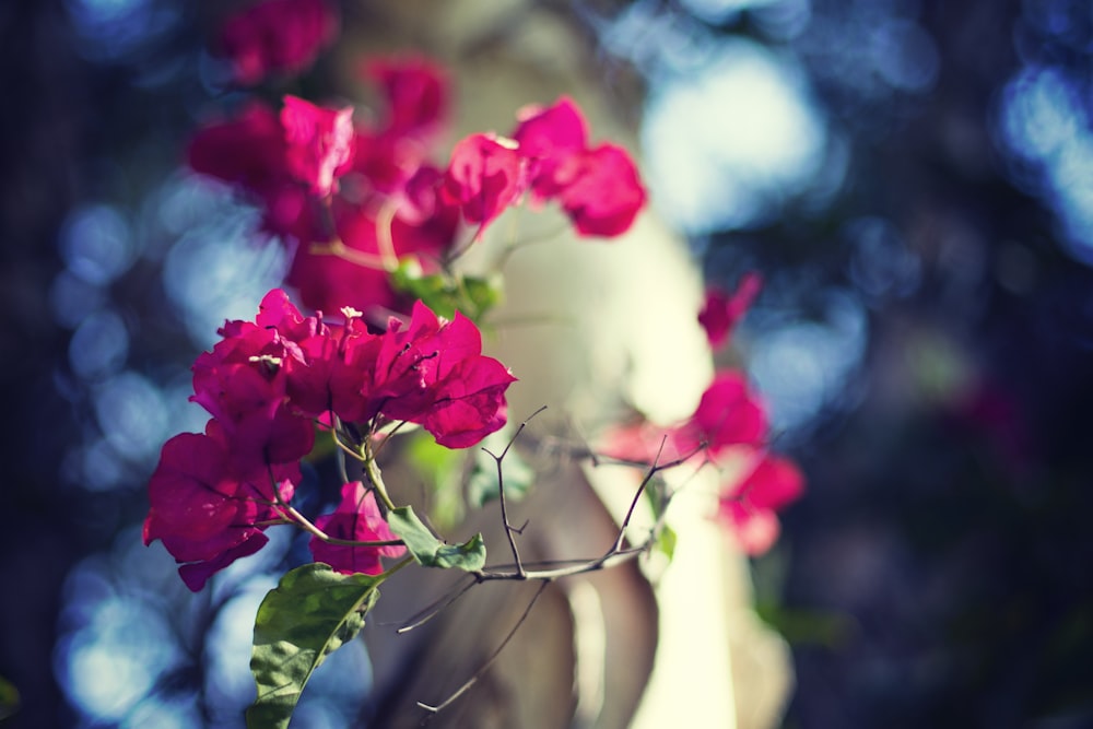 selective focus photography of pink-petaled flowers