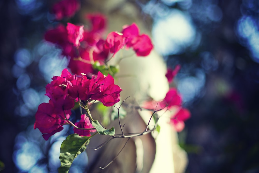 Fotografia a fuoco selettiva di fiori dai petali rosa