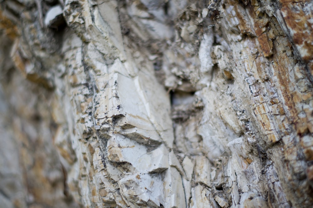 a bird is perched on a rock face