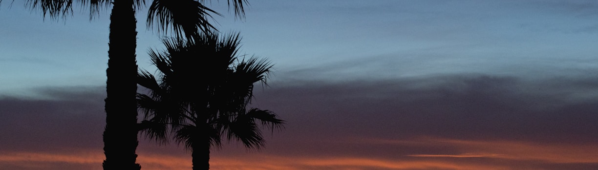 silhouette photo of trees beside sea