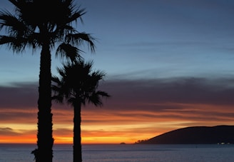 silhouette photo of trees beside sea