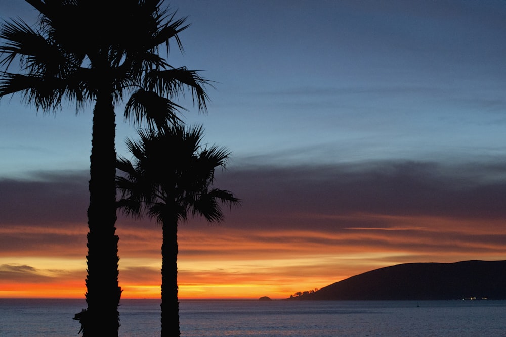 silhouette photo of trees beside sea