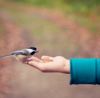 black, brown, and white bird standing on person right hand