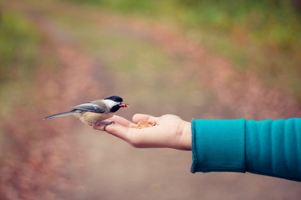 black, brown, and white bird standing on person right hand