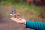 A close-up of hands releasing a bird into the sky.