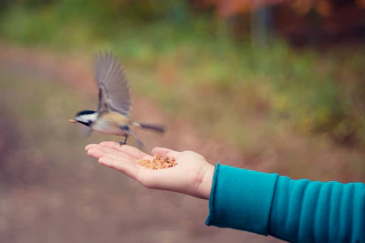 Close-up of hands releasing a small bird, representing freedom and growth.