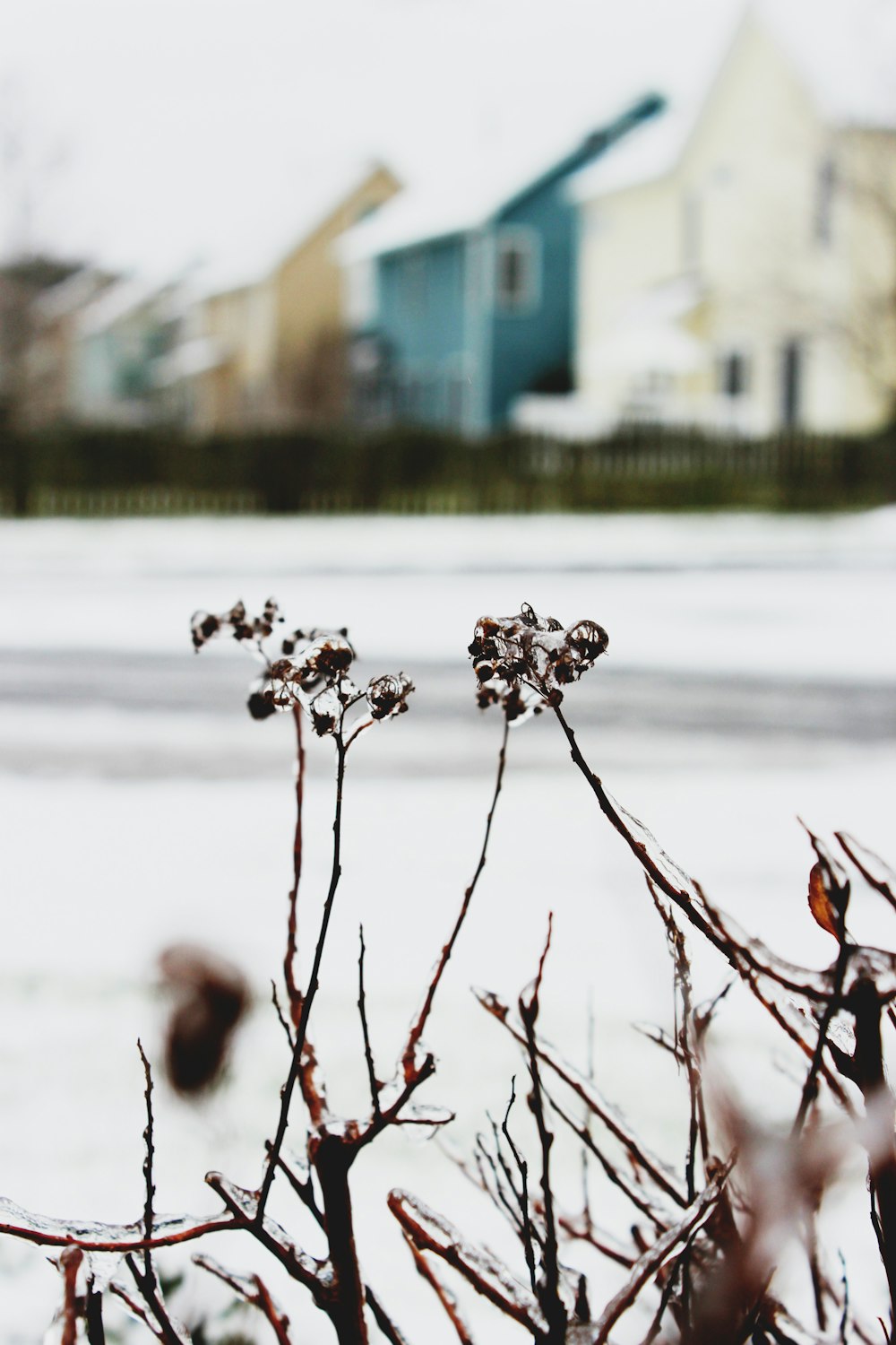 selective focus photography of petaled flower covered with ice near road