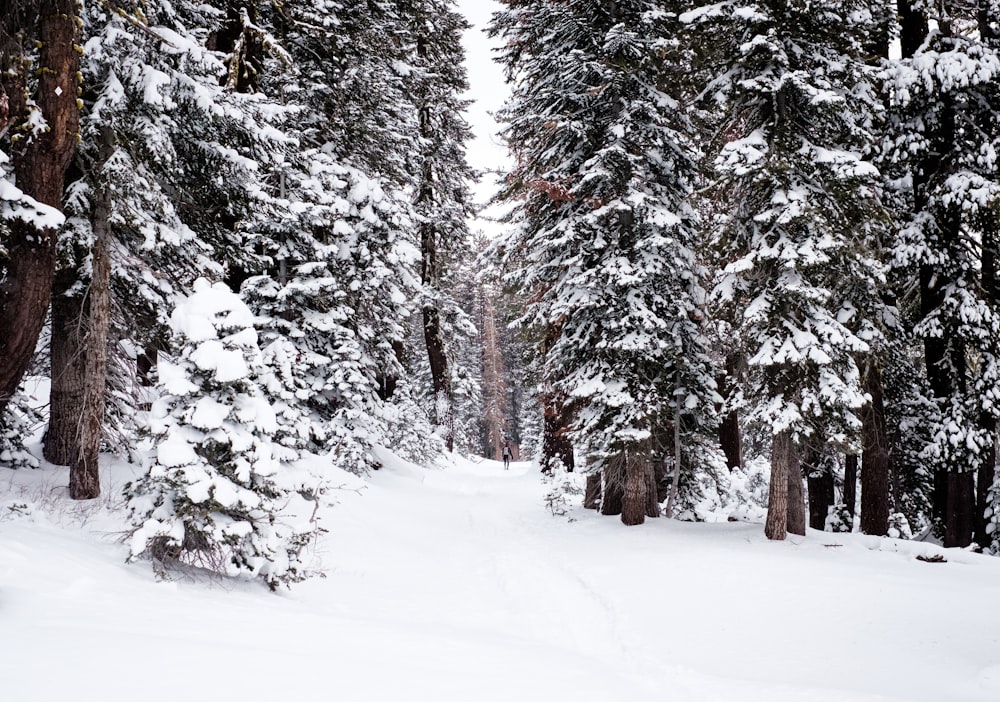 árvores cobertas de neve