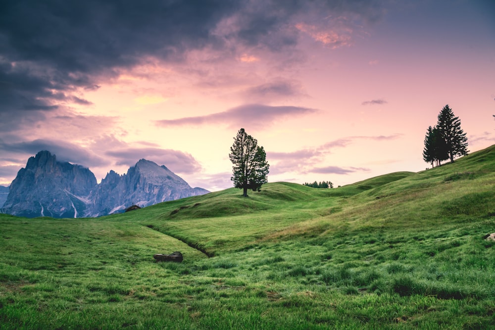 green tree on grass field