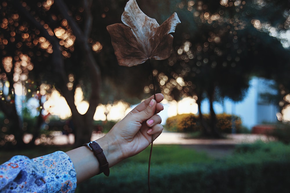 person holding brown maple leaf