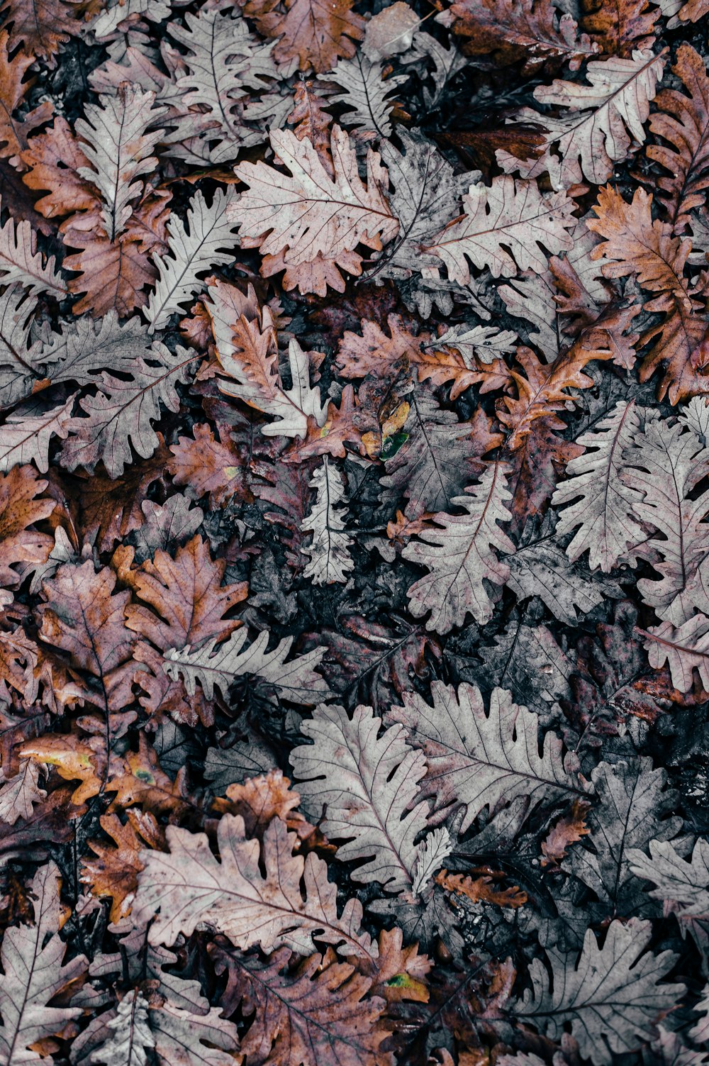 Selektives Fotografieren von getrockneten Blättern