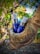 Two bottles of product with blue labeling are nestled in the crook of a tree. The background is a lush outdoor scene with green leaves and branches, creating a natural setting.