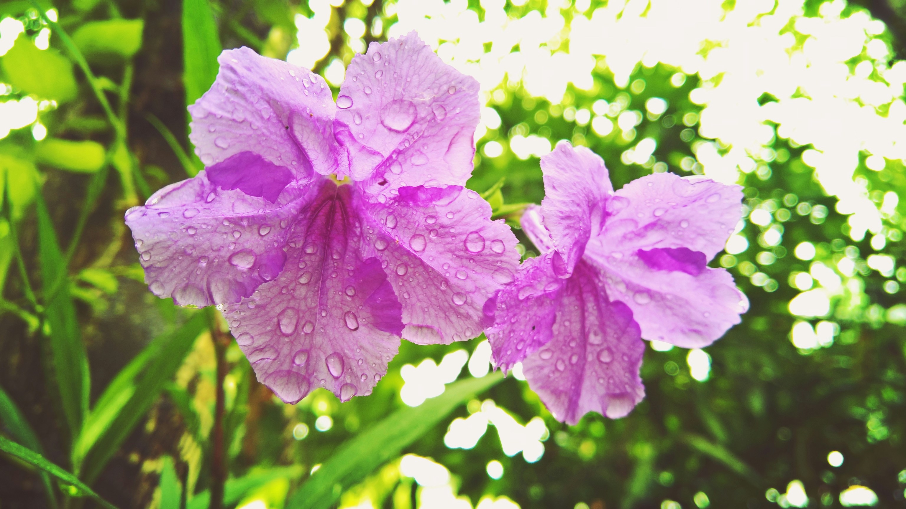 Free Unsplash photo from Gạo Hai