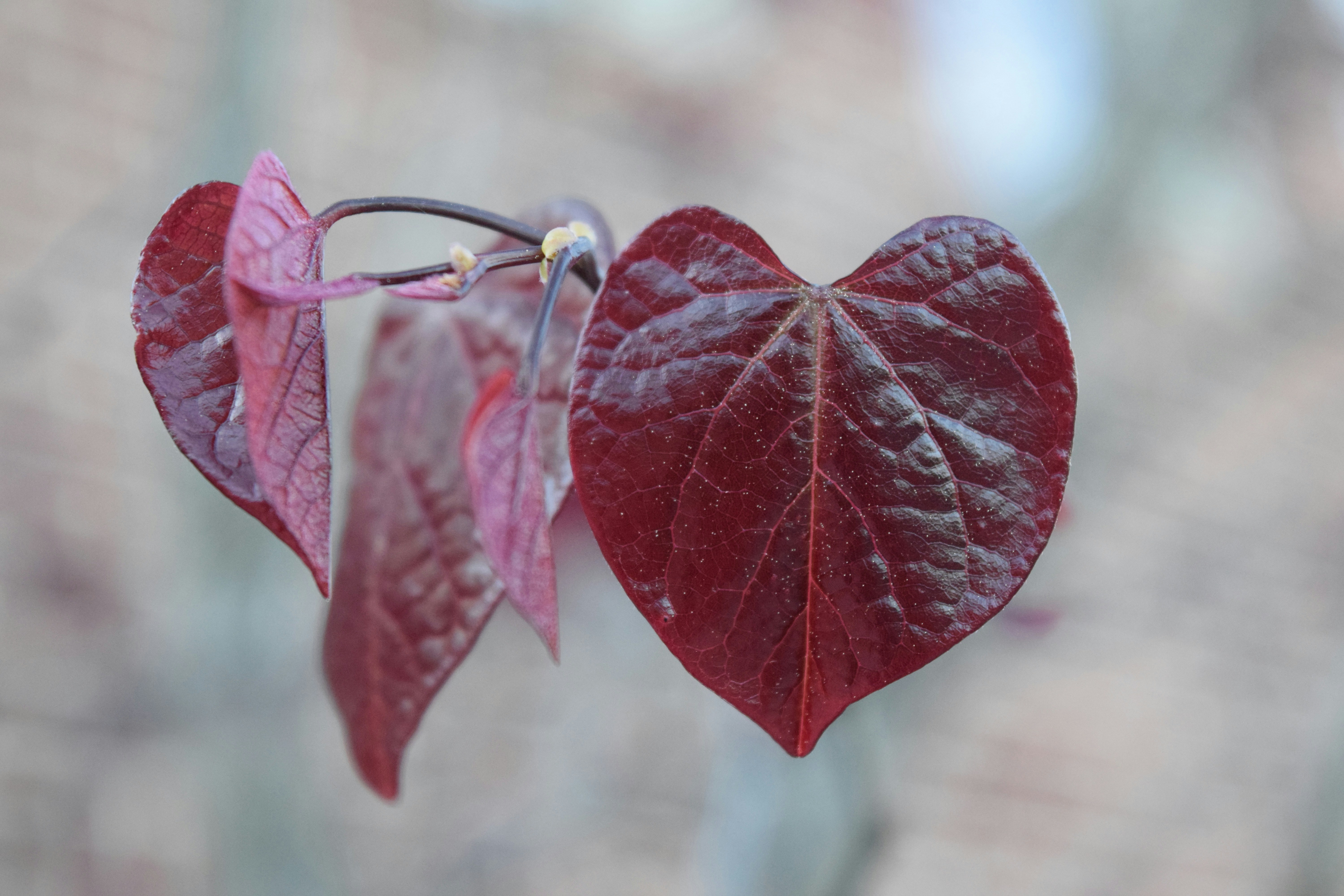 Free Unsplash photo from Marifer