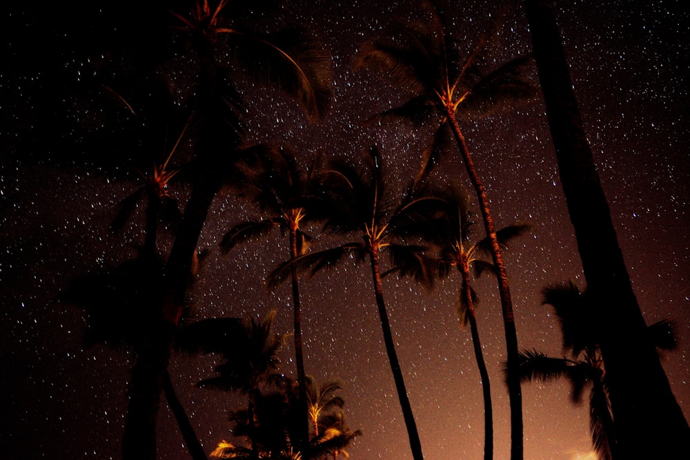 fotografia de baixo ângulo do coqueiro