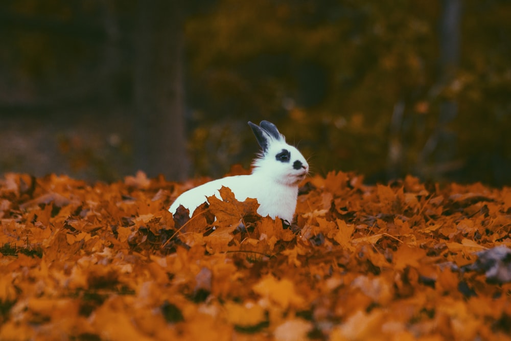coelho branco e preto cercado por folhas secas marrons