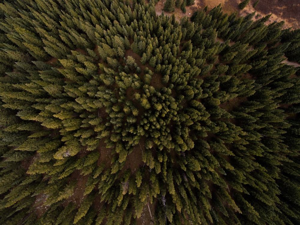 aerial view of pine trees