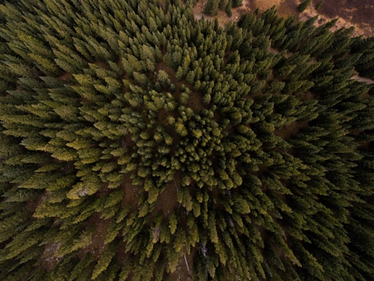aerial view of pine trees in Frisco United States