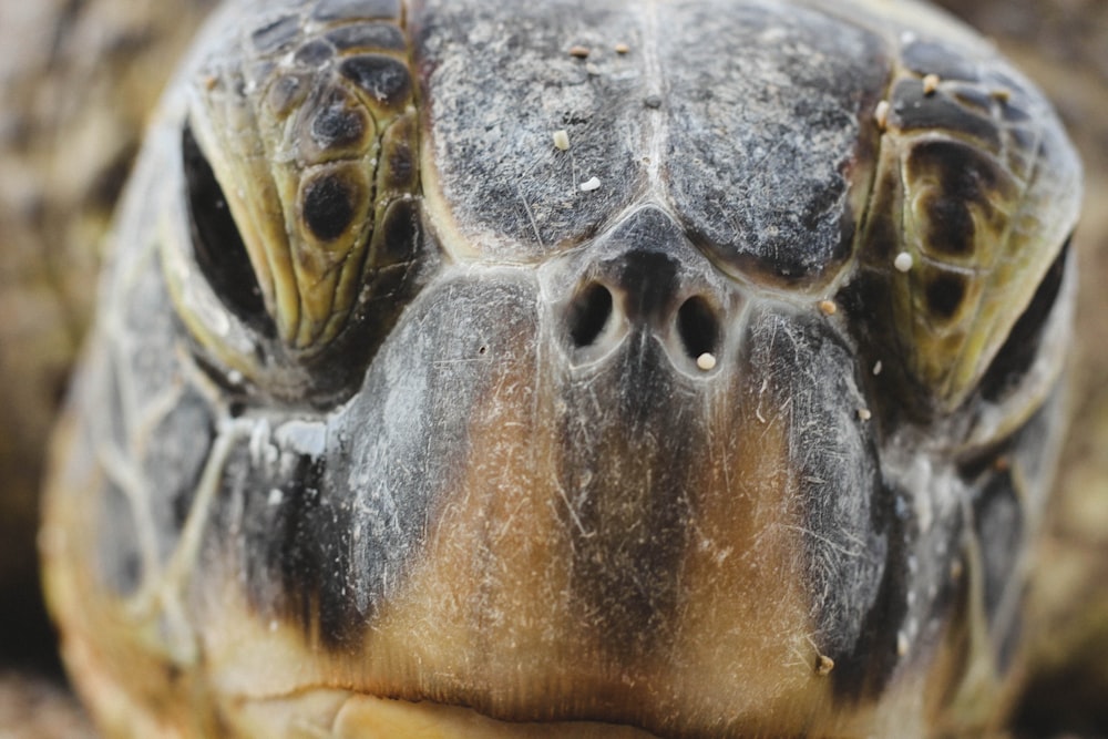 Fotografía de primer plano de cabeza de tortuga