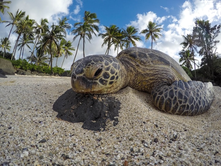 Holding Flippers with a Sea Turtle