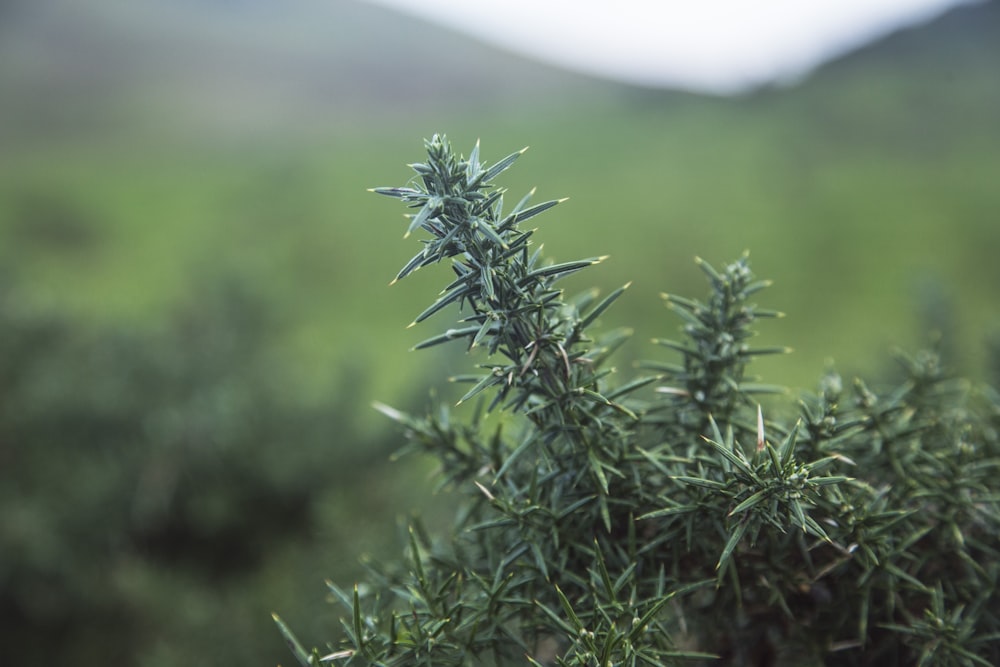 green plant in tilt shift lens