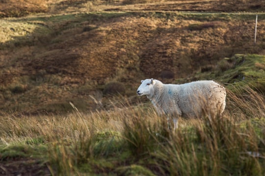 white sheep on green grass field during daytime in Carbost United Kingdom