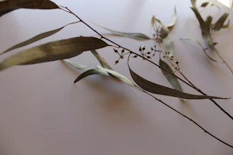 Delicate eucalyptus branches gently surrounding a soft vanilla-toned background with subtle butterfly outlines.