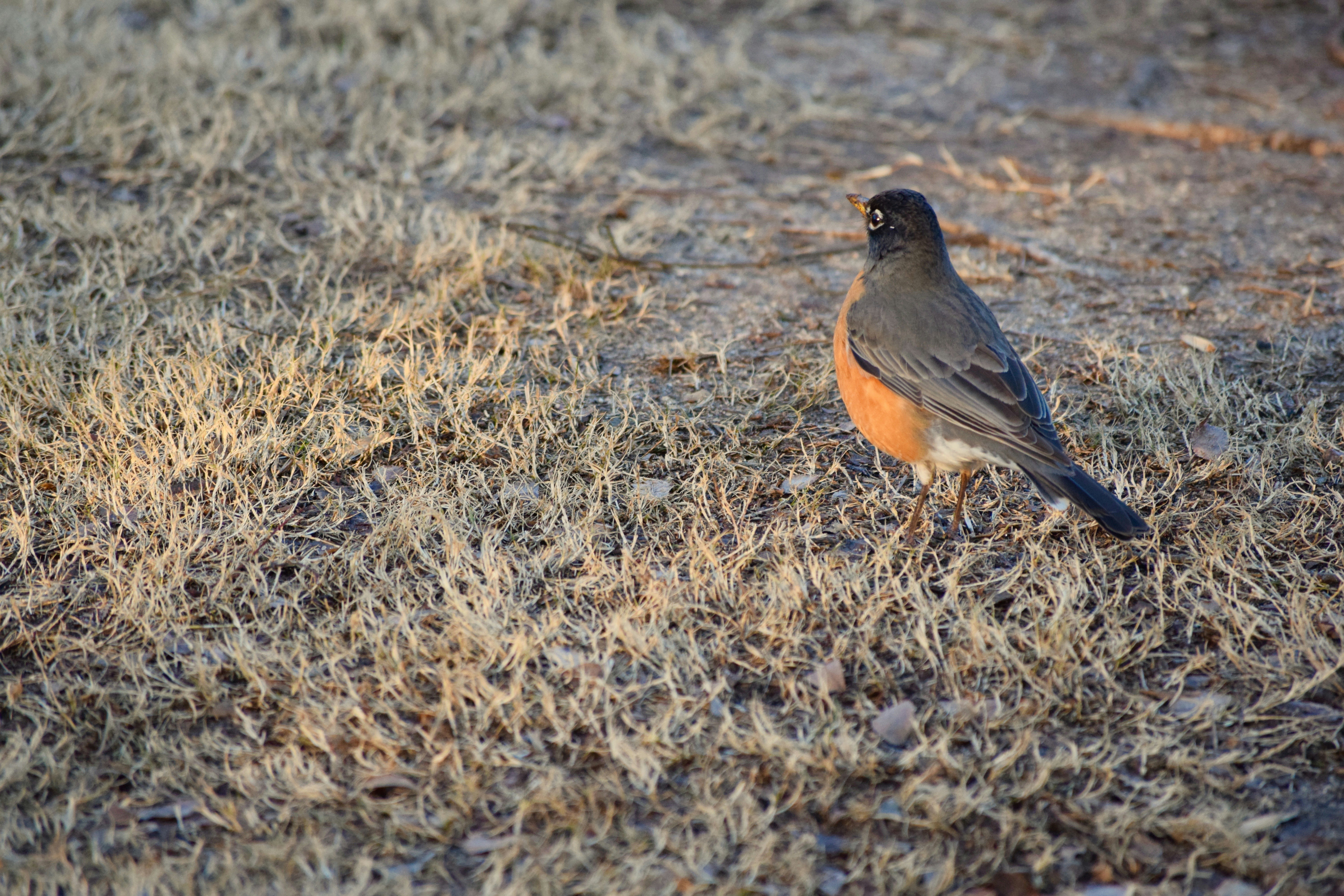 Free Unsplash photo from Marifer