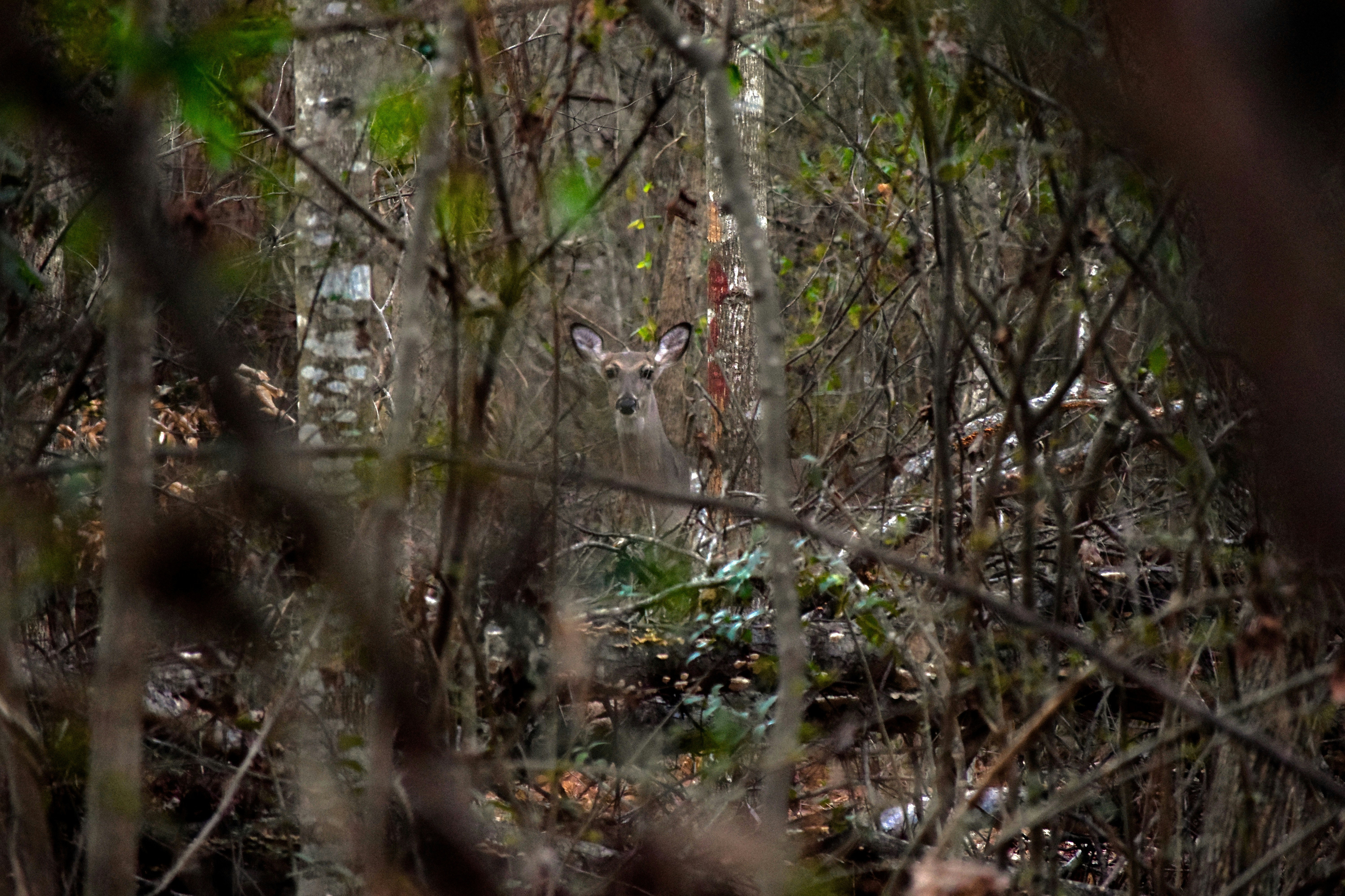 Free Unsplash photo from Marifer