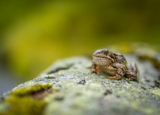 selective focus photo of toad on rock