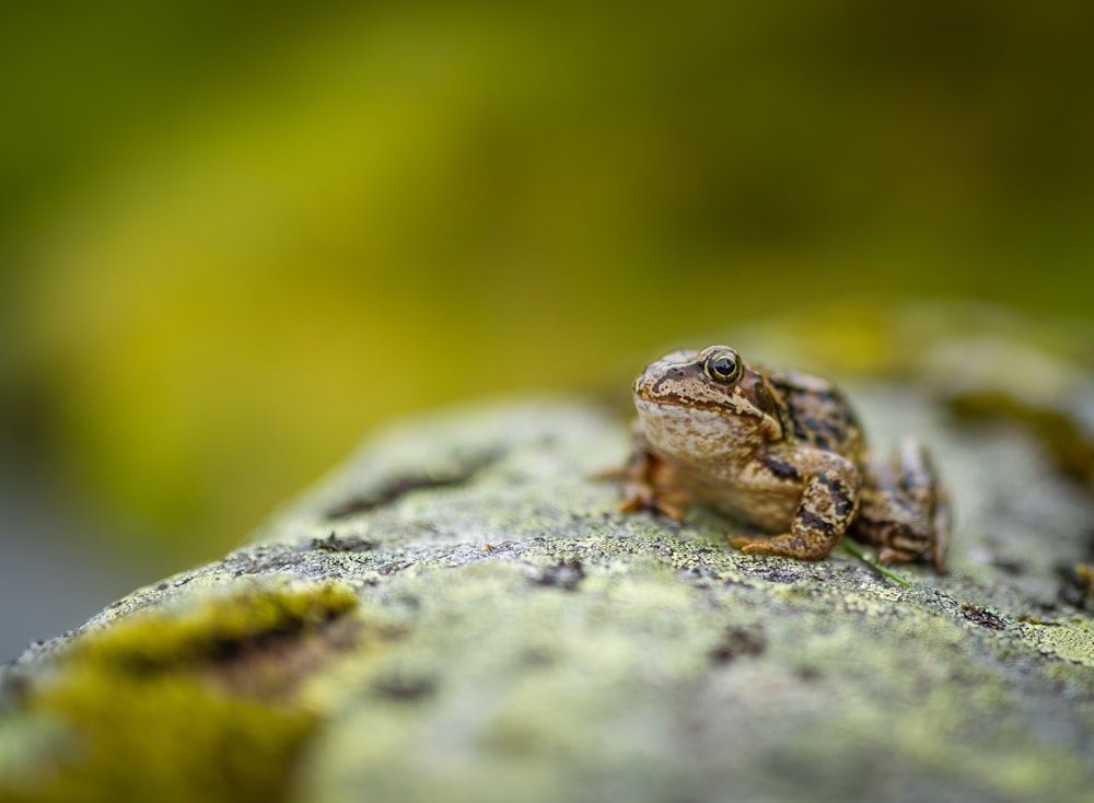 selective focus photo of toad on rock