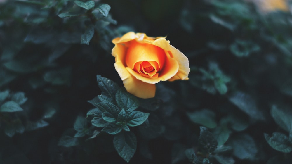 yellow flower plant