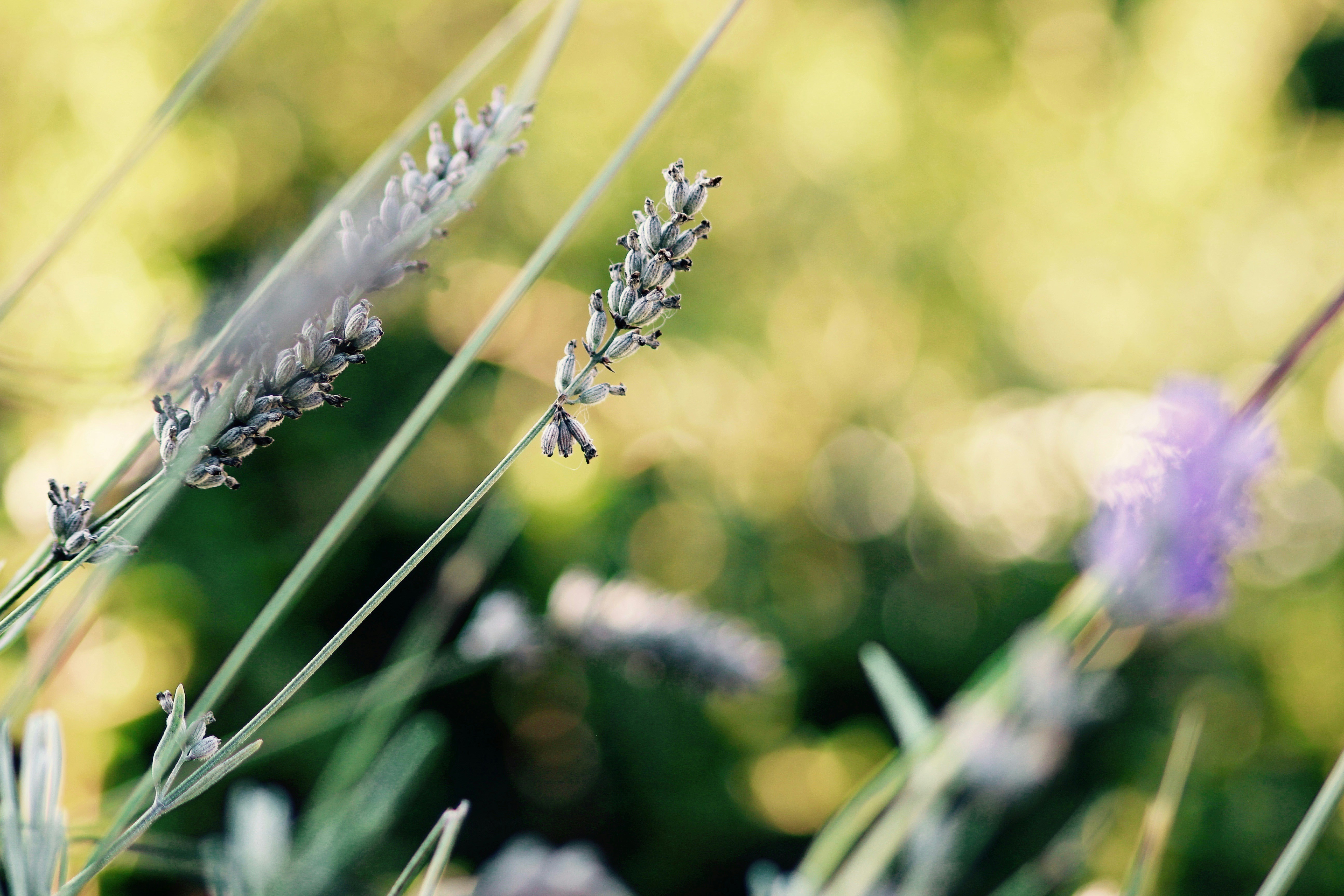 Free Unsplash photo from David Kremmel