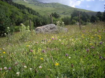A vibrant meadow filled with a variety of wildflowers in different colors, set against a backdrop of rolling green hills and a partly cloudy sky. A large rock is situated in the middle of the field, with wooden posts scattered around.