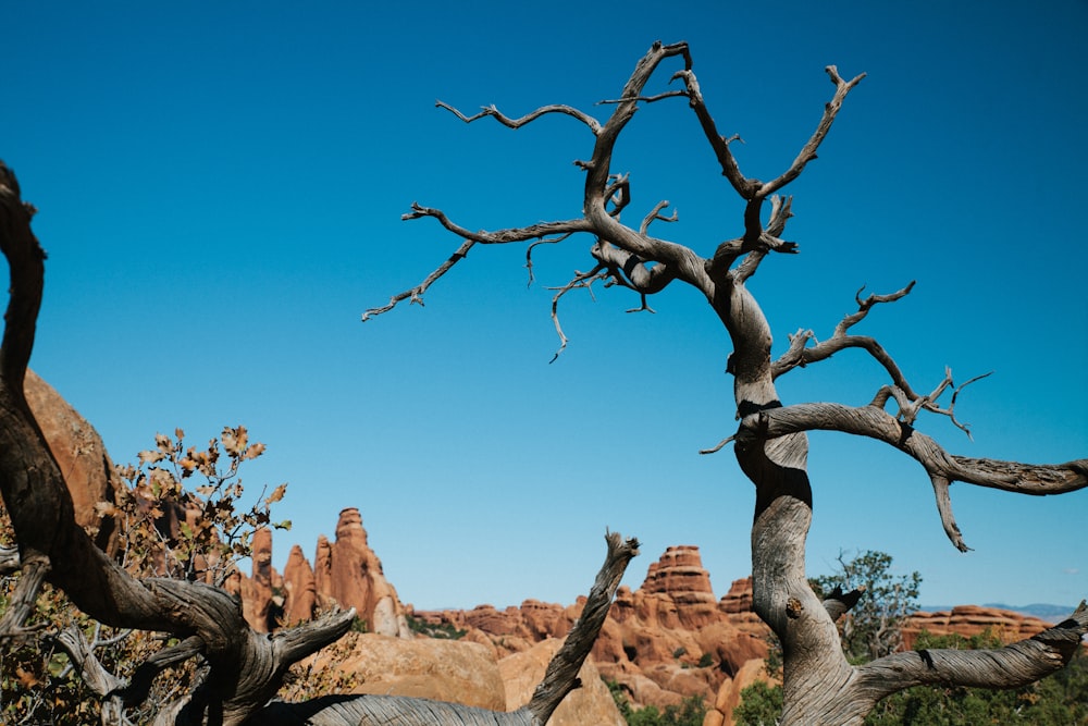 leafless tree near rock formation