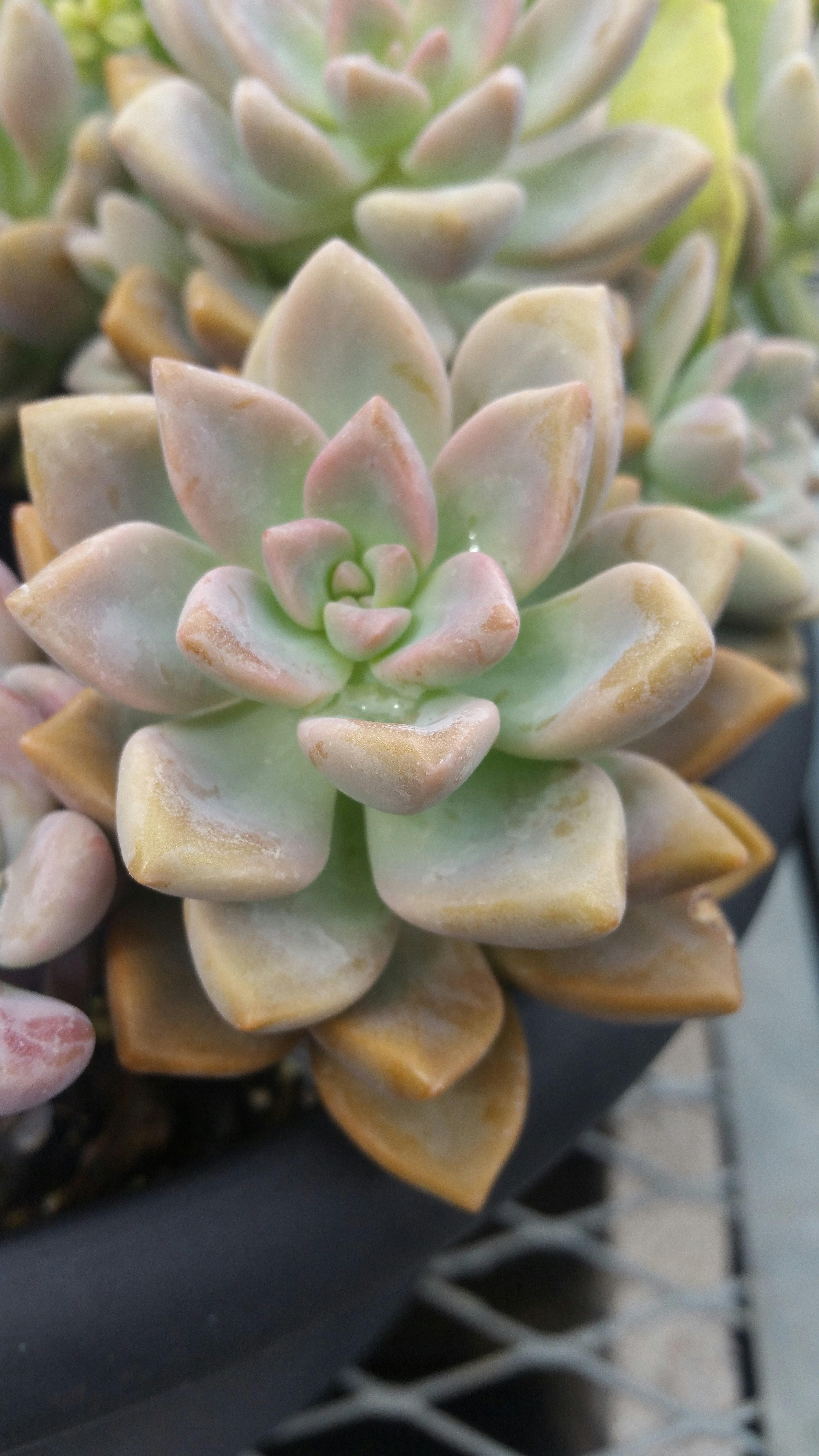 Free Unsplash photo from Louis St.Peter