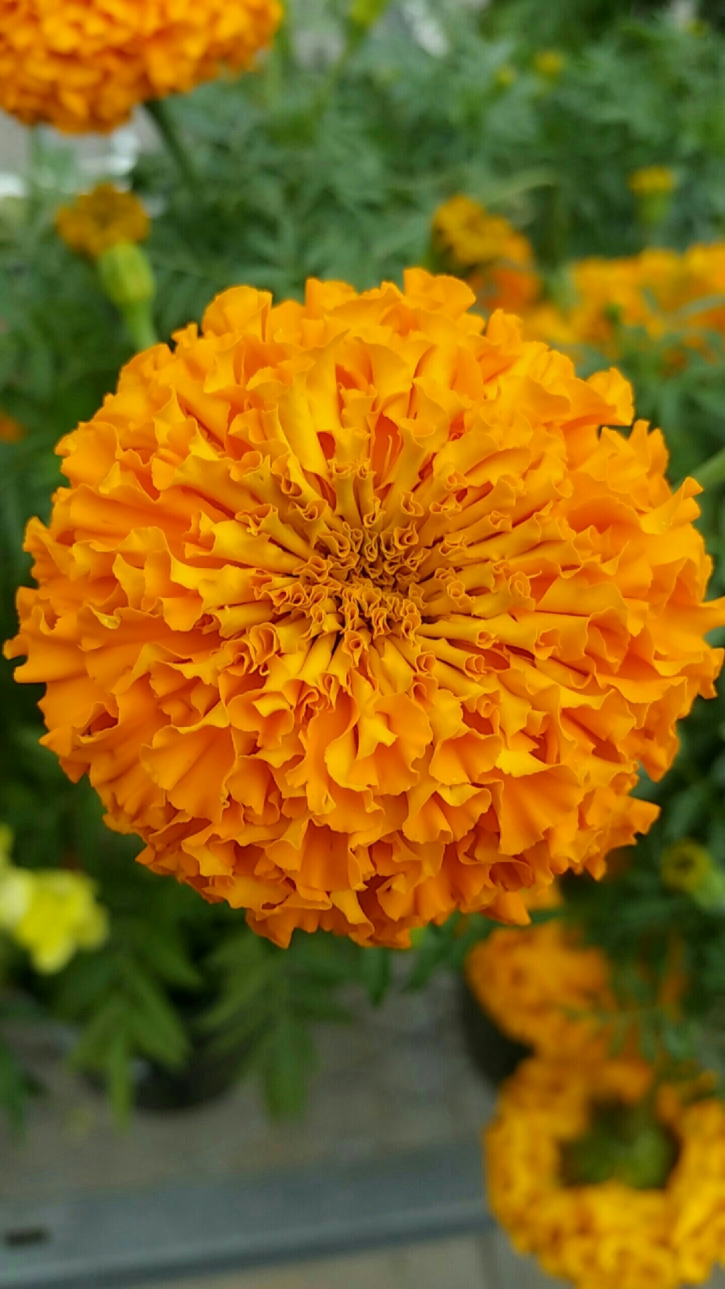 Free Unsplash photo from Louis St.Peter