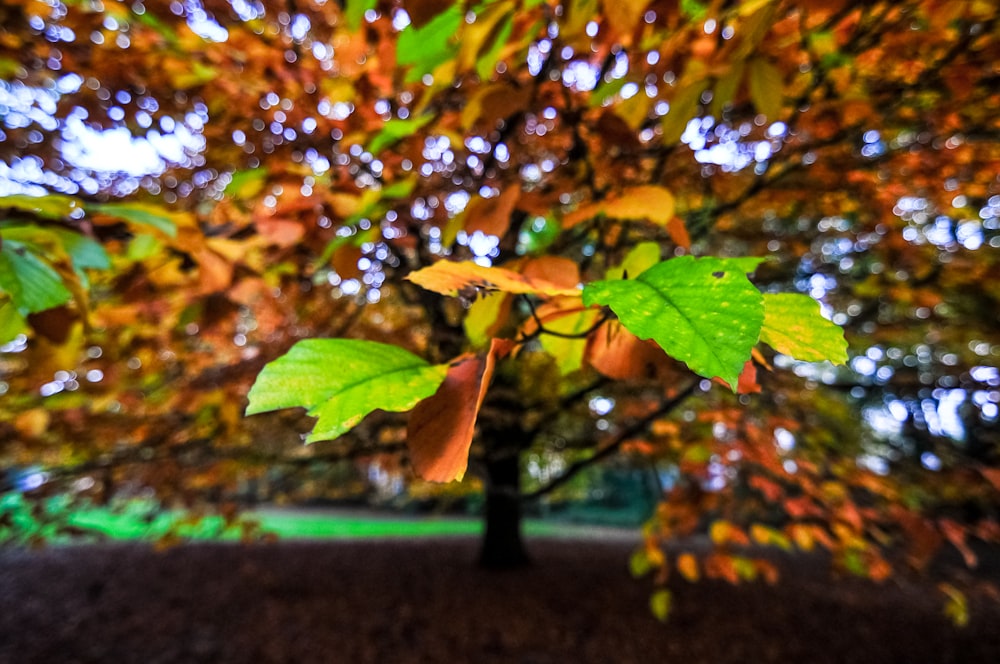 Fotografia a fuoco selettiva di alberi verdi e marroni