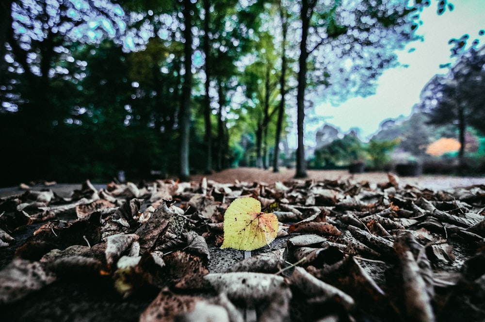 folha amarela na superfície cinzenta durante o dia